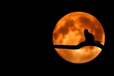 树 猫 轮廓 月亮 满月 月光 月神 月球 猫剪影 枝杈