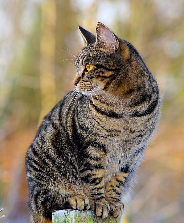 猫 毛皮 鲭鱼 肖像 基蒂 猫科动物 宠物 猫画像 国内的