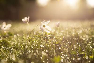 早晨 木葵 露滴 雨滴 花朵 日出 春天 春天的花朵 花园