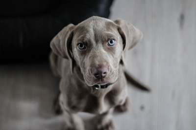 犬只 小狗 狗 鼻子 动物肖像 狗肖像 宠物 肖像 犬类