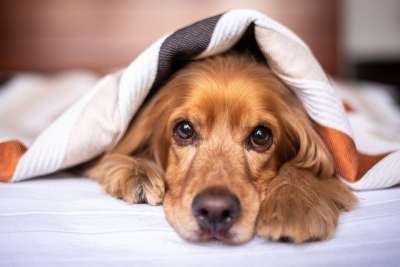英语可卡犬 狗 小狗 毯子 宠物 年轻的狗 动物 家犬 纯种