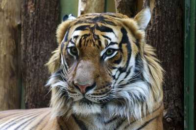 动物 老虎 肖像 动物园 大猫 野生猫 头 虎头 猫科动物