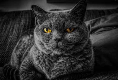 猫 猫的眼睛 灰猫 英国短毛猫 猫科动物 宠物 动物 肖像