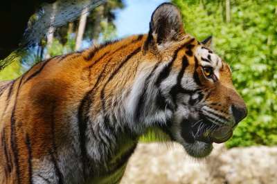老虎 动物 动物园 大猫 条纹 猫科动物 哺乳动物 自然