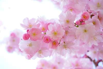 粉色的 樱花 花朵 枝杈 粉红色的花朵 日本樱花树 盛开 开花