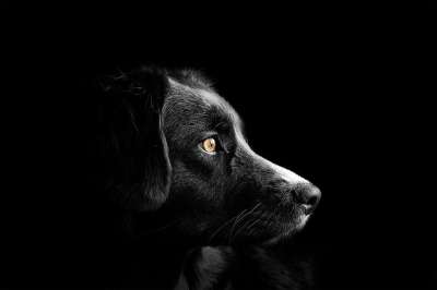 动物 狗 宠物 小狗 品种 哺乳动物 犬类 单色 边境牧羊犬