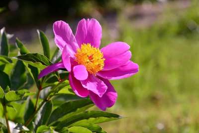 芍藥 鮮艷 紅 黃 花心 葉子 盛開 公園 草地 美 花草