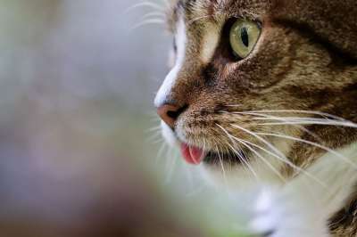 猫 猫的舌头 猫眼 宿醉 鲭鱼 家畜 虎斑猫 灰色的虎斑猫 灰猫