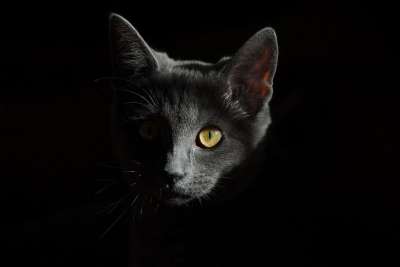 猫 猫科动物 头 猫头 脸 猫脸 灰猫 肖像 猫画像 哺乳动物