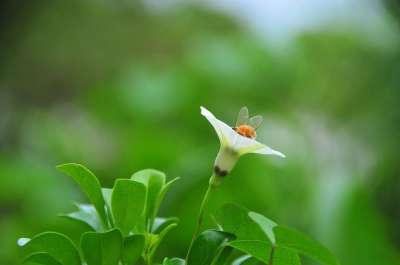 姬牽牛 白色 蜜蜂 採花蜂 埋頭 生態 昆蟲 花草 綠色 花草