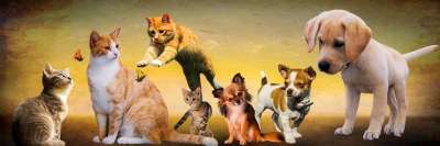 动物 小狗 猫 小猫 播放 玩耍 年轻的动物 跳 横幅 标题