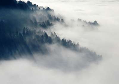 山 森林 云 多雾路段 云海 树木 针叶树 针叶 针叶林