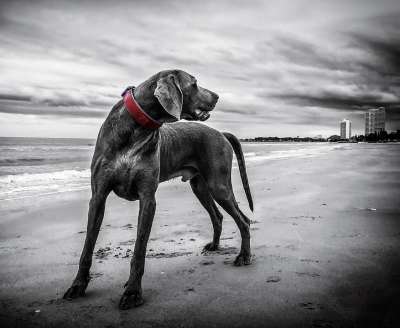 犬只 狗 海滩 宠物 黑犬 黑色的皮毛 沙 岸 海滨 海岸