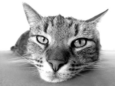 猫 宠物 动物 虎斑猫 国内的猫 猫科动物 哺乳动物 可爱的