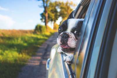 狗 宠物 车窗外 驾驶 公路旅行 动物 斗牛犬 犬类 车 窗户