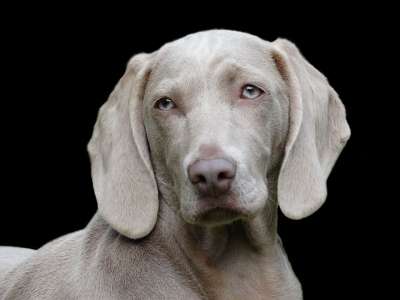 狗 犬只 宠物 犬类 肖像 头 狗头 狗肖像 哺乳动物 动物