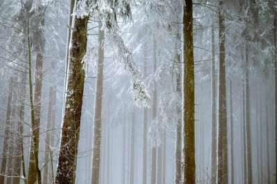 森林 多雾路段 树木 冷杉 雪 新西兰 冬天 寒冷的 田园风光