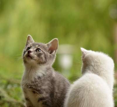 小猫 猫科动物 宠物 年轻的动物 好奇的 哺乳动物 动物 肖像