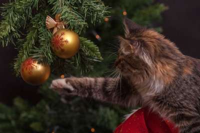 猫 圣诞树 装饰品 俏皮的 圣诞节装饰 金子 新的一年 圣诞壁纸