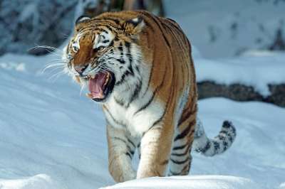 老虎 Amurtiger 捕食者 大猫 食肉动物 危险的 西伯利亚
