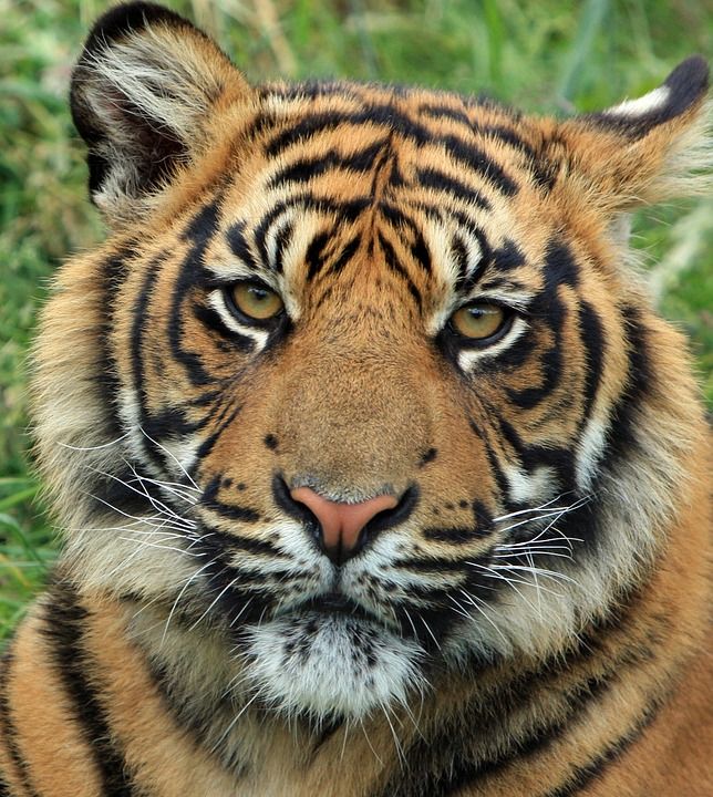 老虎 动物 野生动物 哺乳动物 苏门答腊虎 大猫 荒野 动物群
