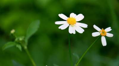 花 公園 鮮豔 花牆 植物 籬笆 花草 盛開 茂盛 花團錦簇