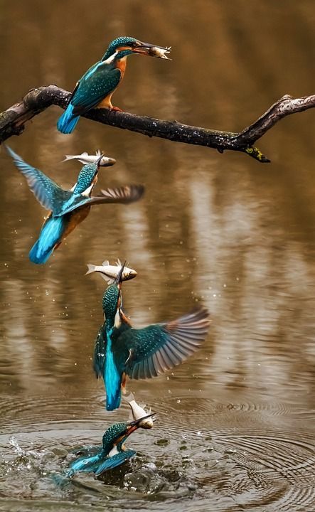 翠鸟 鸟 鱼 抓住 湖 河 Alcedo Atthis 雌鸟