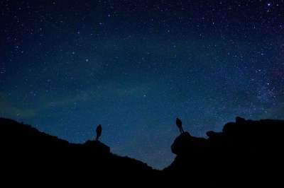 背光 星星 夜空 美丽的 晚上 田园风光 夜晚 夜间 户外