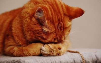 猫 宿醉 红色的 睡觉 可爱的 鲭鱼 老虎 舒适 动物 家猫
