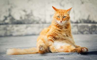 猫 生姜 搞笑 可爱 宿醉
