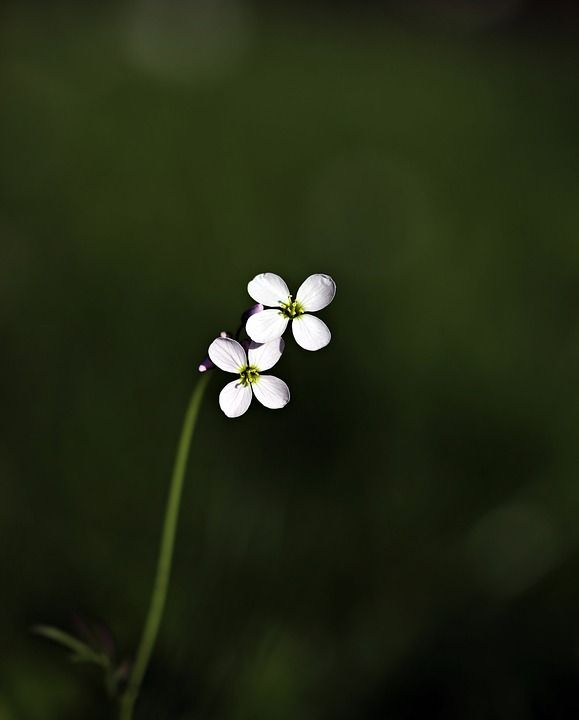 手机壁纸 野花 尖的花 花 白色的 紫色的 春天 植物 夏天