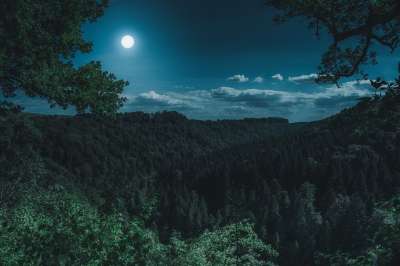 自然 森林 景观 在晚上 黑森林 黑暗的 神秘 满月 月亮