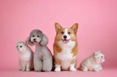 宠物 猫 狗 动物 哺乳动物 犬类 猫科动物 朋友们 宠物