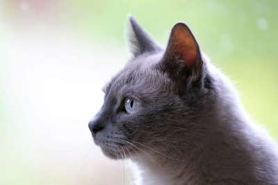 猫 家畜 动物 灰色的 家猫 猫 猫 猫 猫 猫