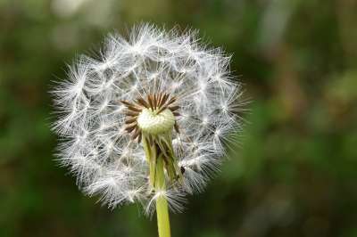 白鹭的Pisenlit 种子在风中飞行 蒲公英花 自然 野花 花草地