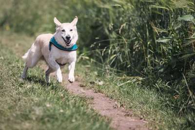 狗 跑步 乐趣 动物 家畜 玩 打猎 伟大的 享受生活 毛皮