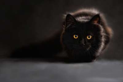 缅因库恩 猫 猫的眼睛 黑猫 动物肖像 放大背景 基蒂 宠物