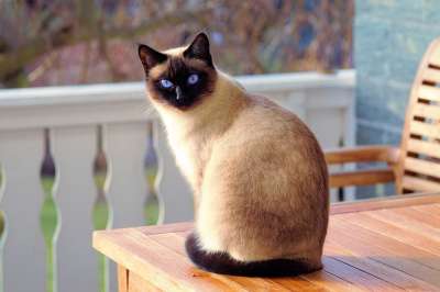 猫 暹罗猫 毛皮 小猫 猫品种 猫科动物 国内的 国内的猫 暹罗