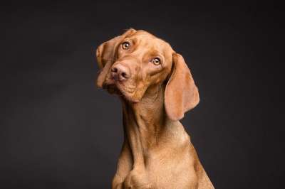 狗 宠物 犬类 动物 毛皮 鼻子 耳朵 哺乳动物 狗肖像