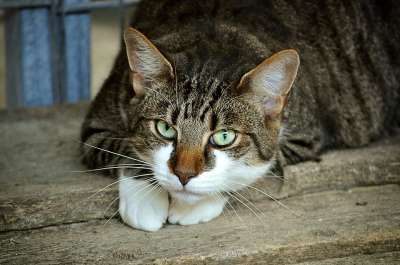 猫的眼睛 猫 猫科动物 动物 宠物 猫画像 国内的猫 肖像 猫脸
