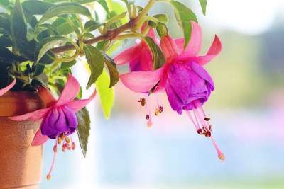 粉色的 花朵 开花 特写 紫色的 春天 夏天 自然 花的 花园