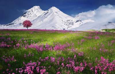 山 阿尔卑斯山 草地 紫色的花朵 雪山 阿尔卑斯 顶峰 首脑