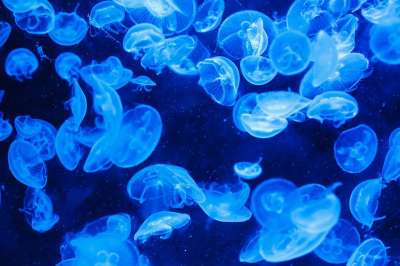海 动物 海蜇 海洋动物 海洋 蓝色的大海 蓝色的海洋 水下