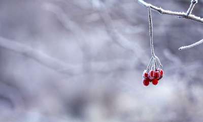 冻结 浆果 红色的 水果 白色的 下雪的 分行 植物 植物群