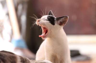 猫 宠物 打呵欠 打哈欠 动物 国内的猫 猫的 哺乳动物 可爱