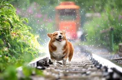柯基犬 狗 宠物 犬类 雨 动物 毛皮 鼻子 哺乳动物 狗肖像