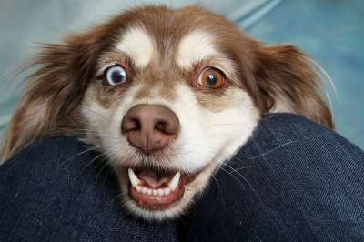 狗 宠物 犬类 动物 毛皮 鼻子 哺乳动物 狗肖像 动物世界