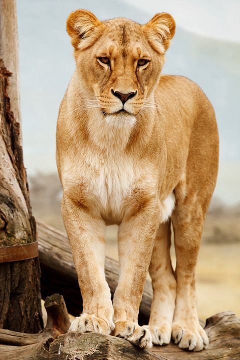 狮子 母狮 猫 野生猫 大猫 猫科动物 野生动物 荒野 动物