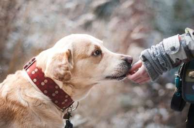 狗 拉布拉多犬 宠物 犬类 伴侣 友谊 自然 相信 鼻子 狗