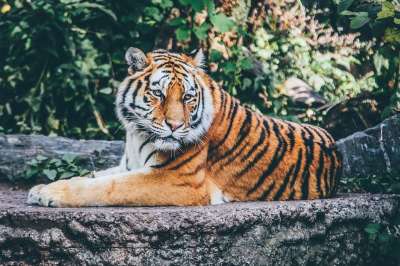 老虎 猫科动物 条纹 大猫 苹果浏览器 野生猫 野生动物 动物